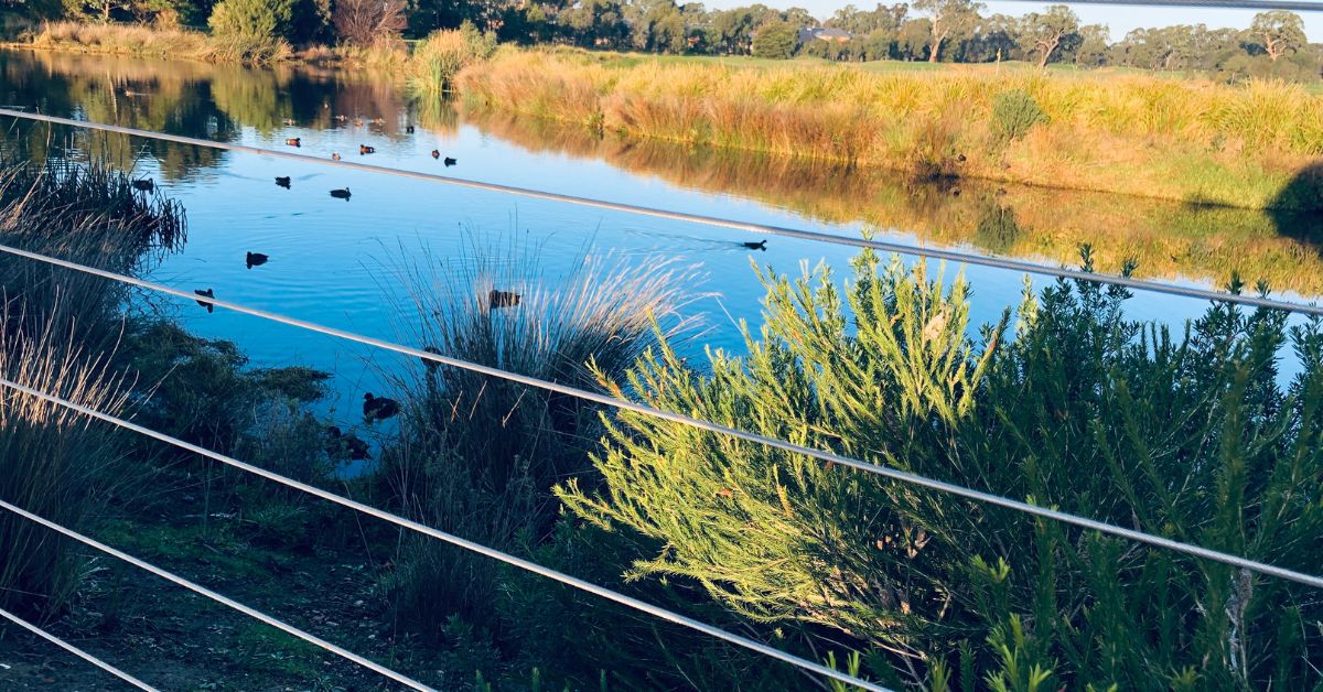 Pond with ducks and a wire fence